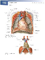 Sobotta  Atlas of Human Anatomy  Trunk, Viscera,Lower Limb Volume2 2006, page 125